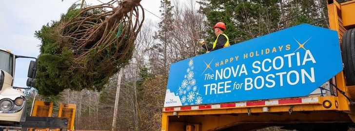 Boston's Official Holiday Tree Arrival 2023 - Boston, MA | GoHiLo